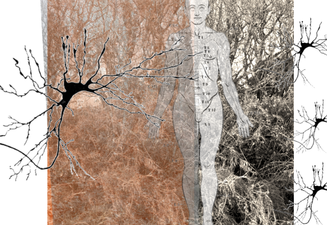 a still from the video, overlaid images of woodland, diagrams of nerves and the human nervous system
