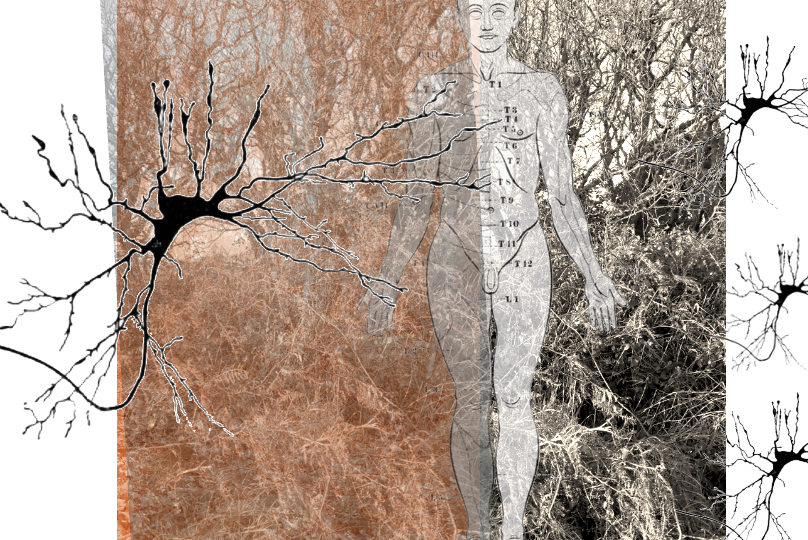 a still from the video, overlaid images of woodland, diagrams of nerves and the human nervous system